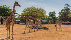 A field with giraffes in Calauit Safari Park near Tag Resort Coron Palawan.